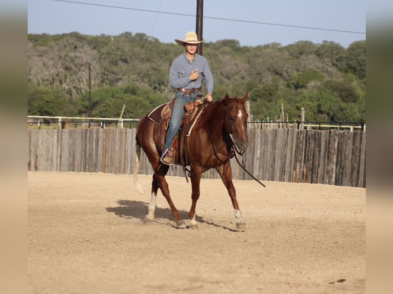 American Quarter Horse Castrone 5 Anni Rabicano in Killeen