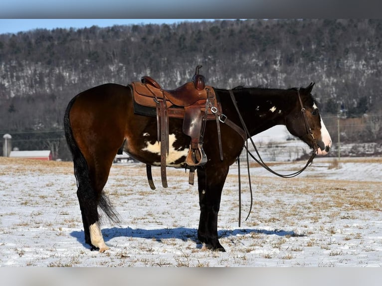American Quarter Horse Castrone 5 Anni in Rebersburg, PA