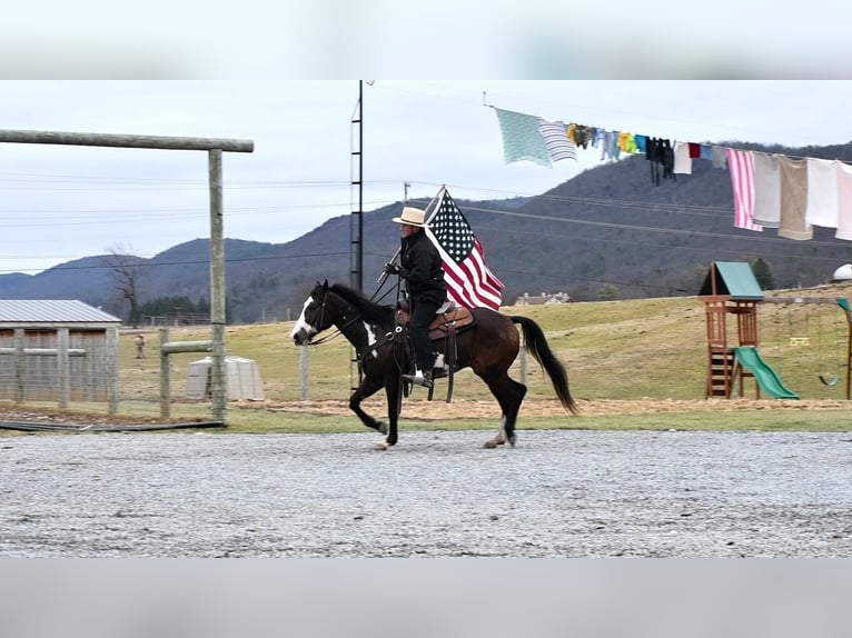 American Quarter Horse Castrone 5 Anni in Rebersburg, PA