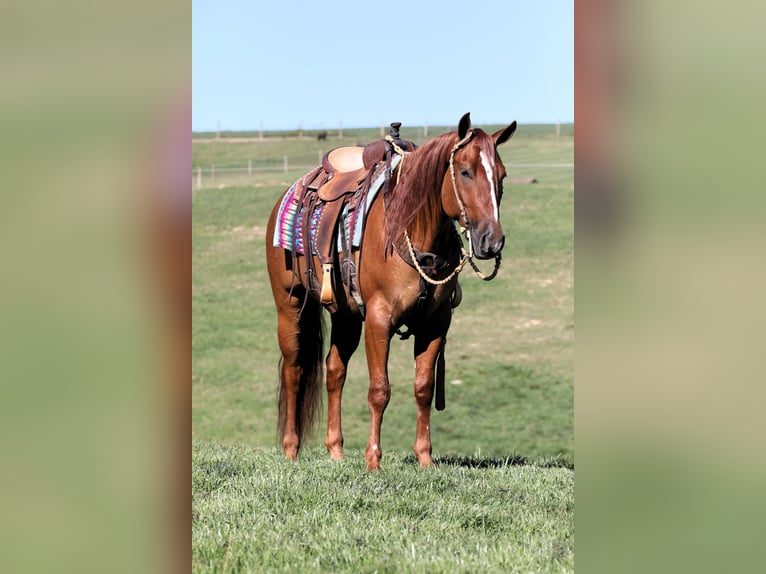 American Quarter Horse Castrone 5 Anni Red dun in Millersburg