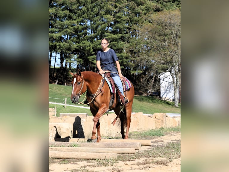 American Quarter Horse Castrone 5 Anni Red dun in Millersburg