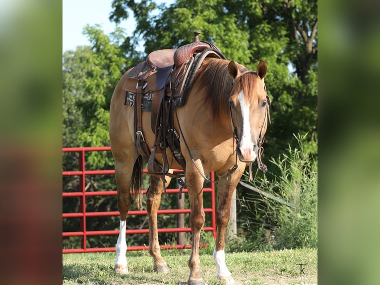 American Quarter Horse Castrone 5 Anni Red dun in Bellevue