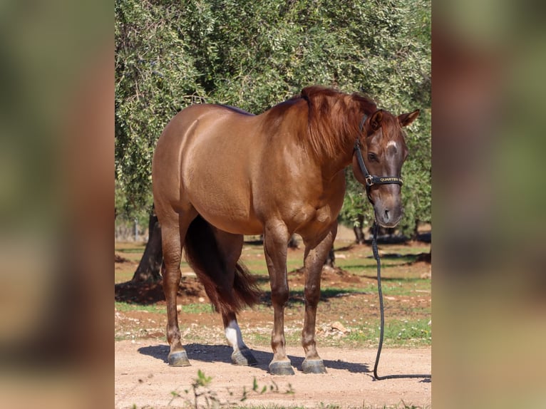 American Quarter Horse Castrone 5 Anni Red dun in Ostuni
