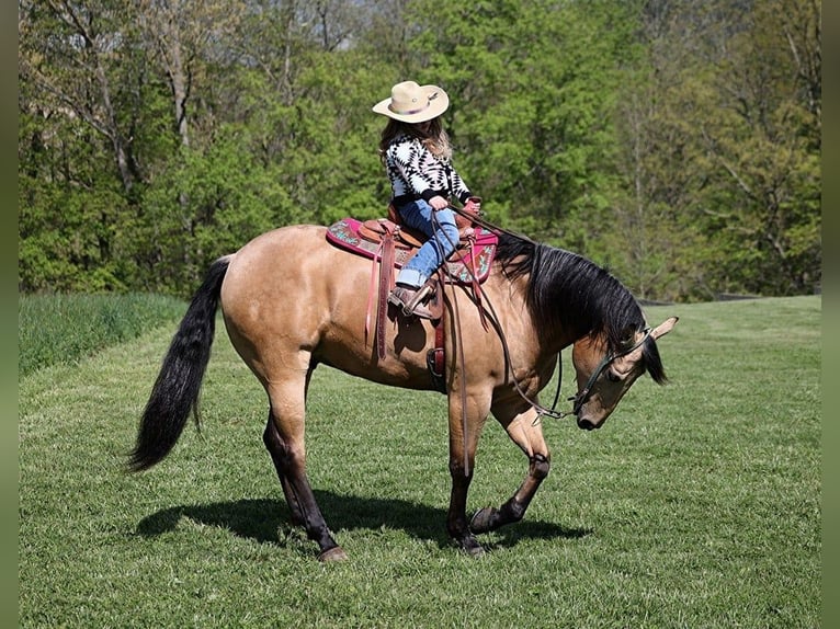 American Quarter Horse Castrone 5 Anni in Mount Vernon, KY