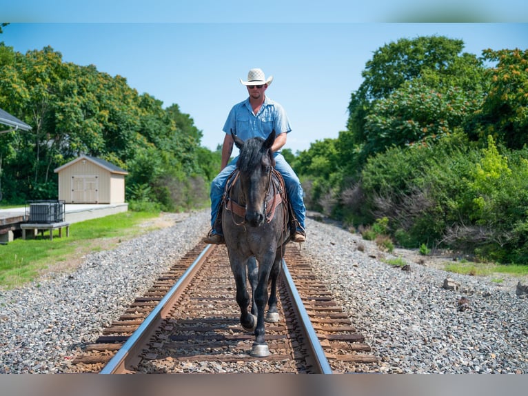 American Quarter Horse Castrone 5 Anni Roano blu in Middletown OH