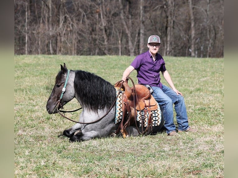 American Quarter Horse Castrone 5 Anni Roano blu in Parkers Lake KY