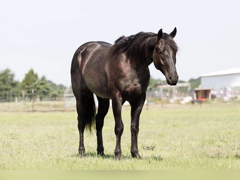 American Quarter Horse Castrone 5 Anni Roano blu in RAVENNA, TX
