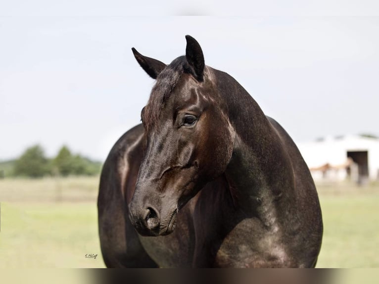 American Quarter Horse Castrone 5 Anni Roano blu in RAVENNA, TX