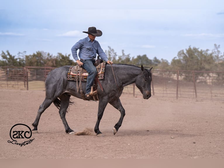 American Quarter Horse Castrone 5 Anni Roano blu in Canyon