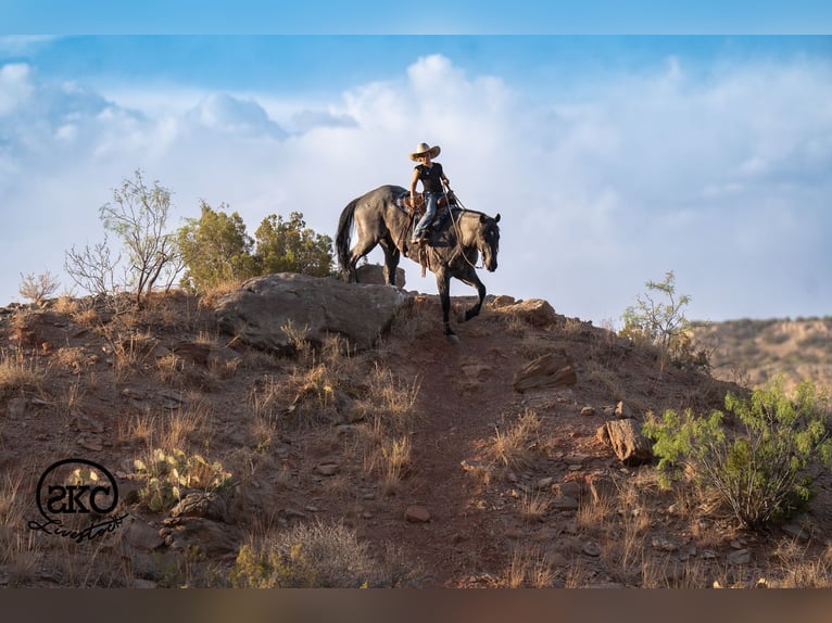 American Quarter Horse Castrone 5 Anni Roano blu in Canyon