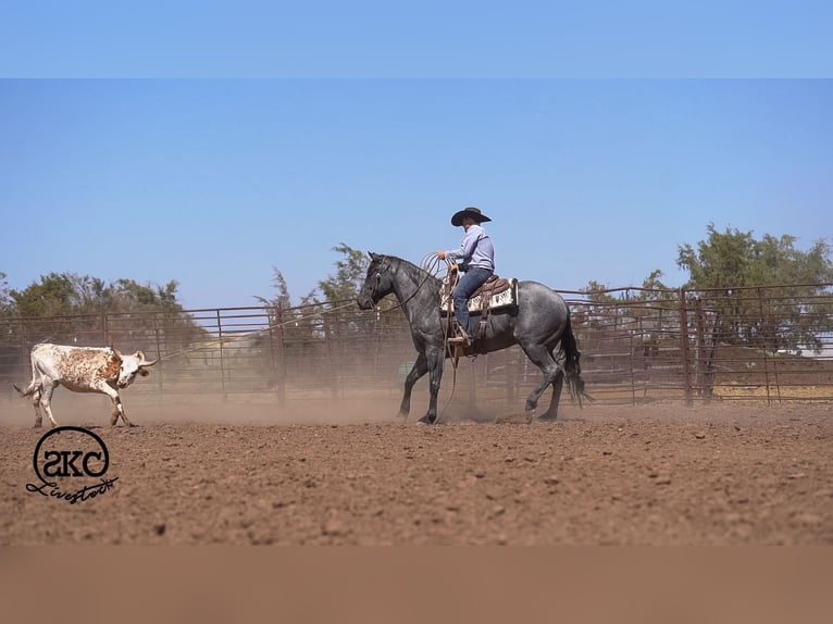 American Quarter Horse Castrone 5 Anni Roano blu in Canyon