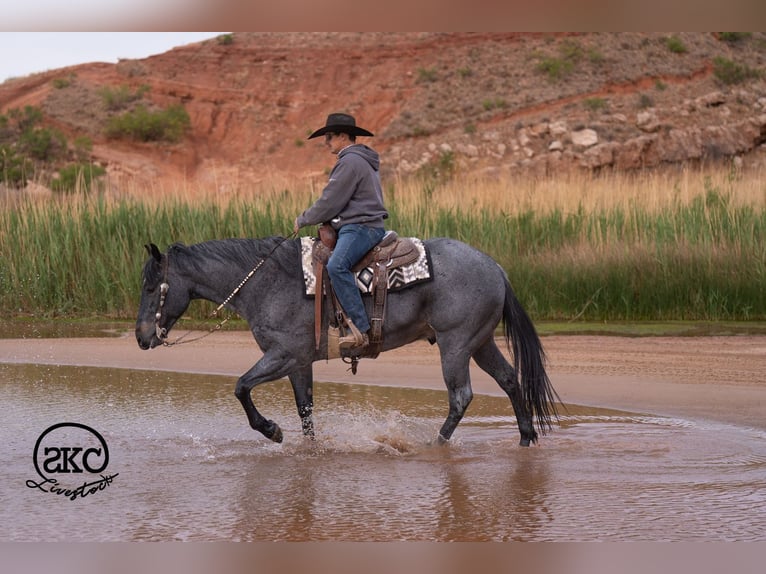 American Quarter Horse Castrone 5 Anni Roano blu in Canyon