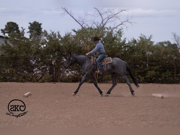 American Quarter Horse Castrone 5 Anni Roano blu in Canyon