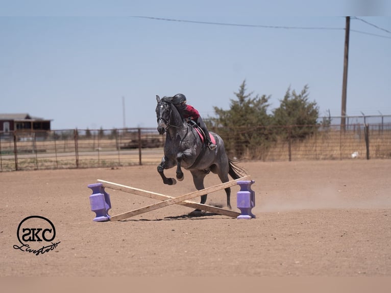 American Quarter Horse Castrone 5 Anni Roano blu in Canyon