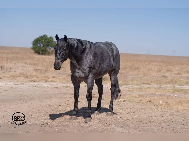 American Quarter Horse Castrone 5 Anni Roano blu in Canyon