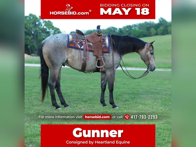 American Quarter Horse Castrone 5 Anni Roano blu in Mount Vernon