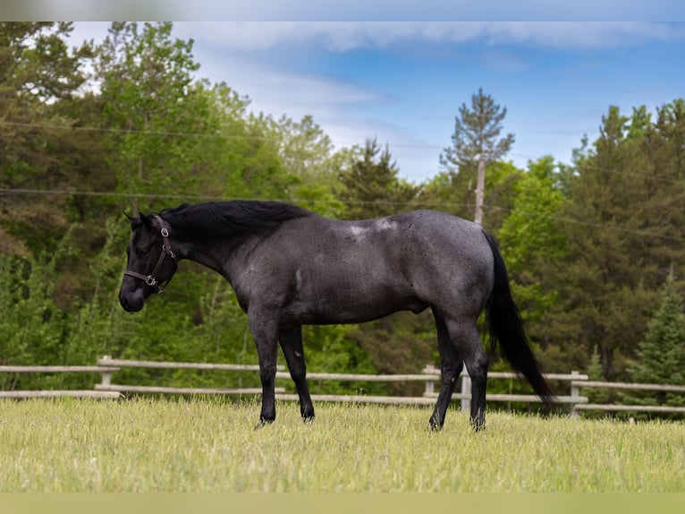 American Quarter Horse Castrone 5 Anni Roano blu in Nevis