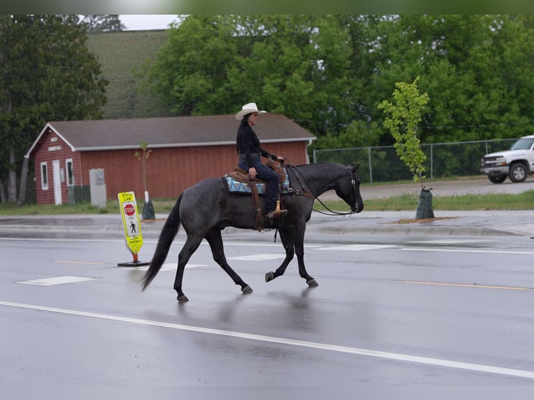 American Quarter Horse Castrone 5 Anni Roano blu in Nevis