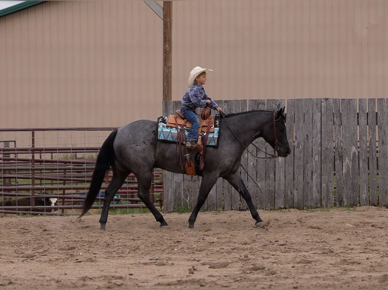 American Quarter Horse Castrone 5 Anni Roano blu in Nevis