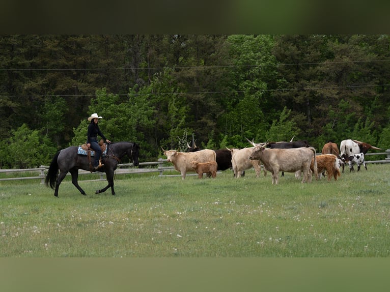 American Quarter Horse Castrone 5 Anni Roano blu in Nevis