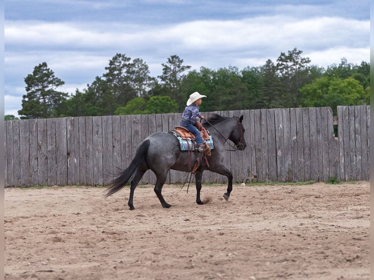 American Quarter Horse Castrone 5 Anni Roano blu in Nevis