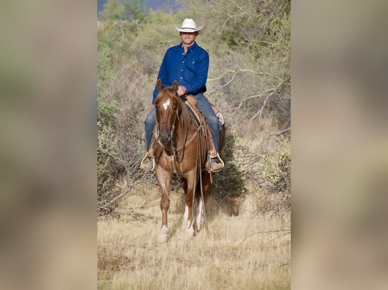 American Quarter Horse Castrone 5 Anni Roano rosso in Cave Creek