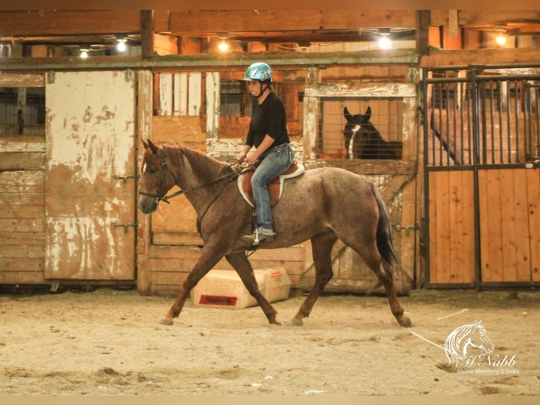 American Quarter Horse Castrone 5 Anni Roano rosso in Cody