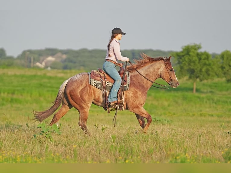 American Quarter Horse Castrone 5 Anni Roano rosso in Addison, TX