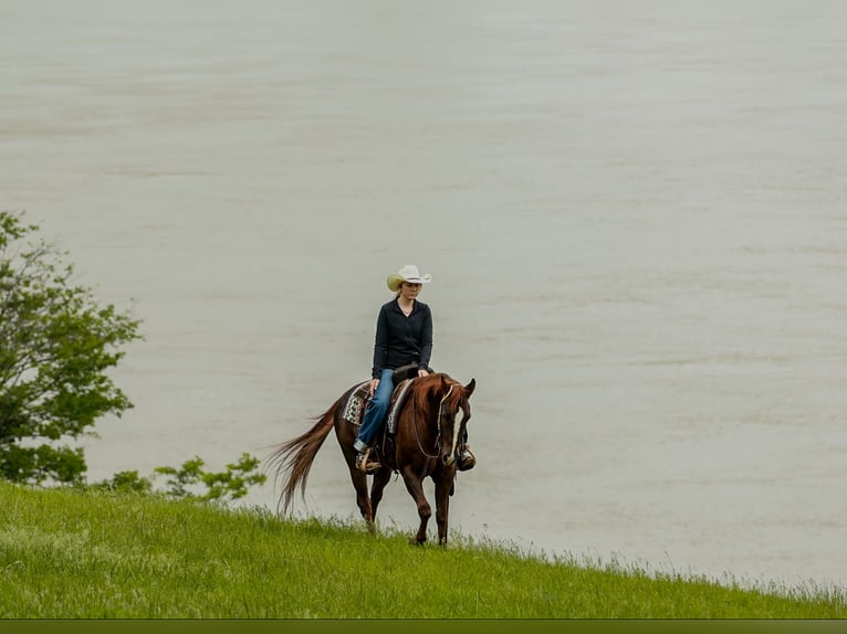American Quarter Horse Castrone 5 Anni Sauro ciliegia in Quitman