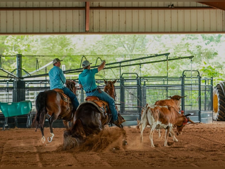American Quarter Horse Castrone 5 Anni Sauro ciliegia in Quitman