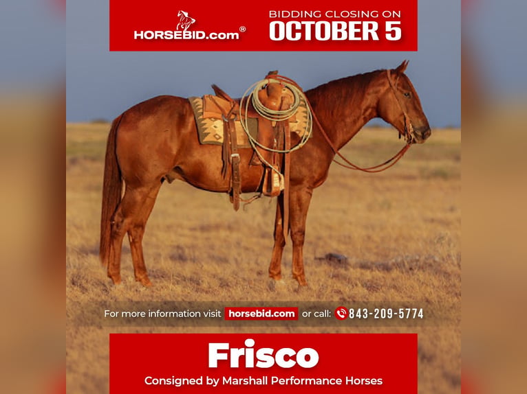 American Quarter Horse Castrone 5 Anni Sauro ciliegia in Ryan