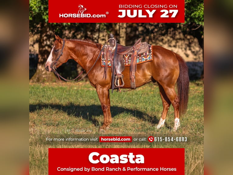 American Quarter Horse Castrone 5 Anni Sauro ciliegia in Swisshome