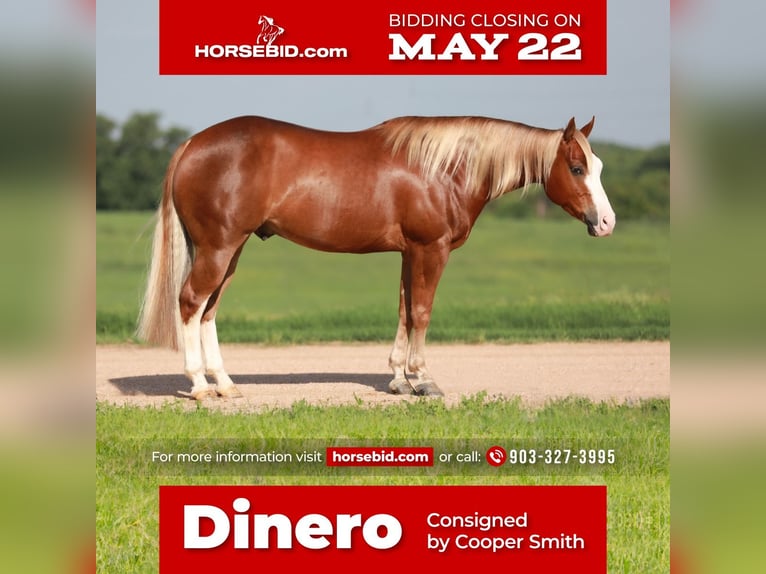 American Quarter Horse Castrone 5 Anni Sauro ciliegia in Whitesboro, TX