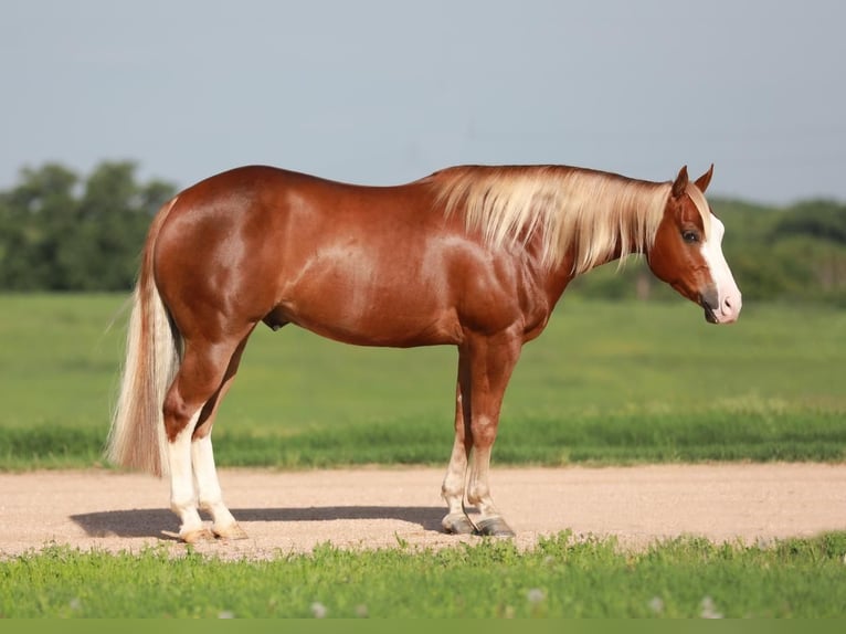 American Quarter Horse Castrone 5 Anni Sauro ciliegia in Whitesboro, TX