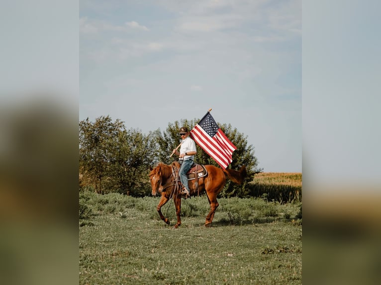 American Quarter Horse Castrone 5 Anni Sauro ciliegia in Bunker Hill