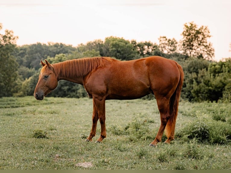 American Quarter Horse Castrone 5 Anni Sauro ciliegia in Bunker Hill