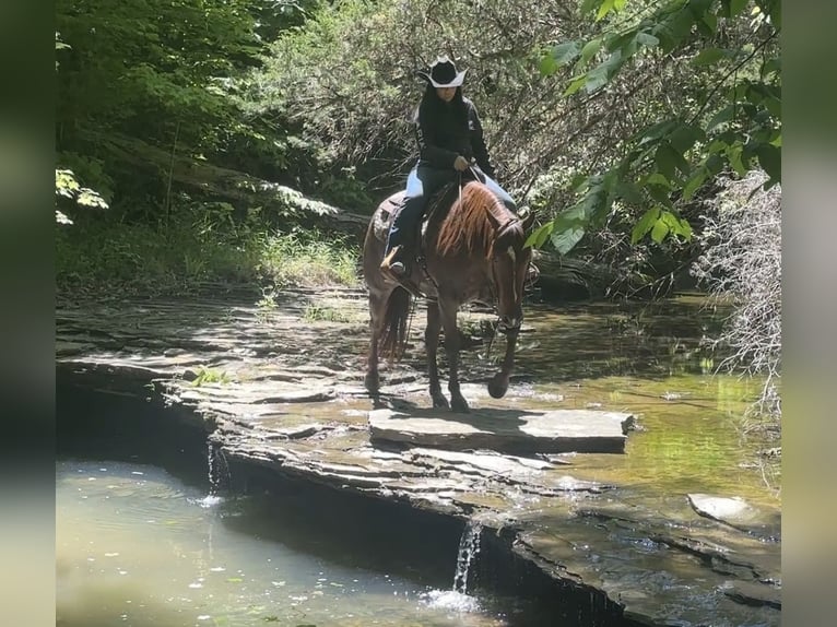 American Quarter Horse Castrone 5 Anni Sauro ciliegia in Henderson