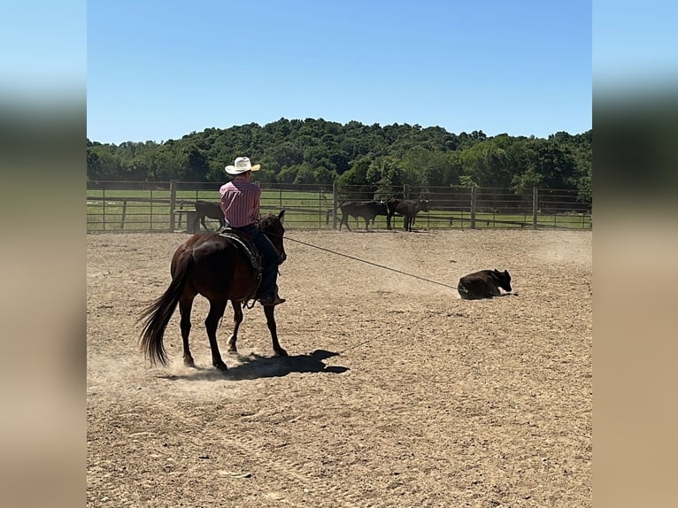 American Quarter Horse Castrone 5 Anni Sauro ciliegia in Henderson
