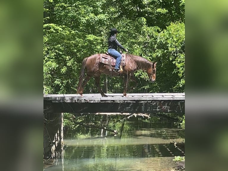 American Quarter Horse Castrone 5 Anni Sauro ciliegia in Henderson