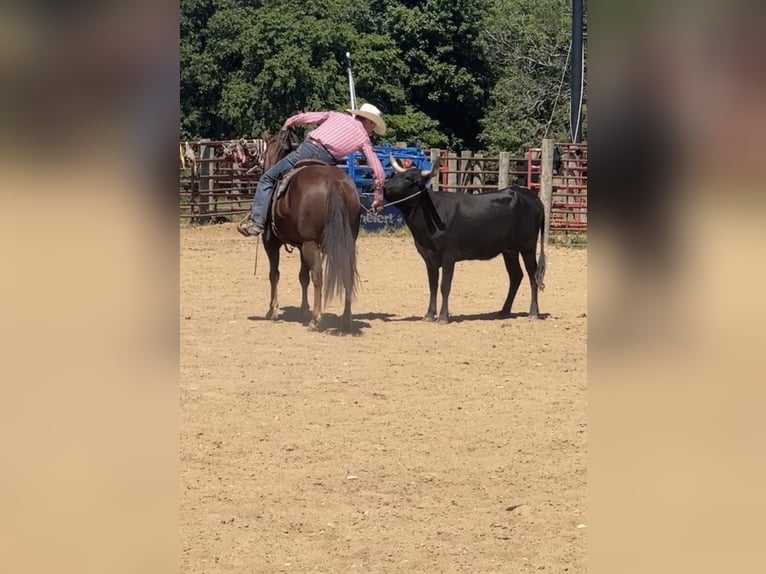 American Quarter Horse Castrone 5 Anni Sauro ciliegia in Henderson