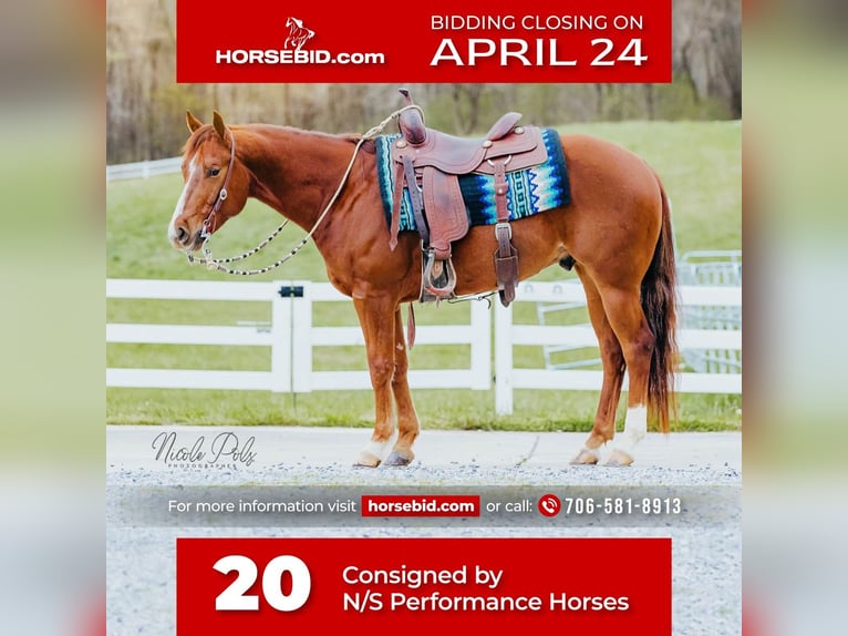 American Quarter Horse Castrone 5 Anni Sauro ciliegia in Chatsworth, GA