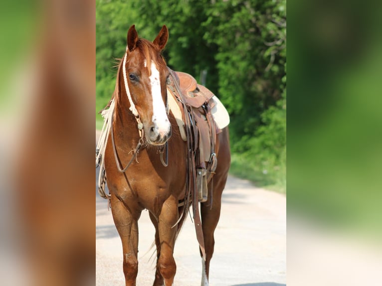 American Quarter Horse Mix Castrone 5 Anni Sauro ciliegia in Waco, TX