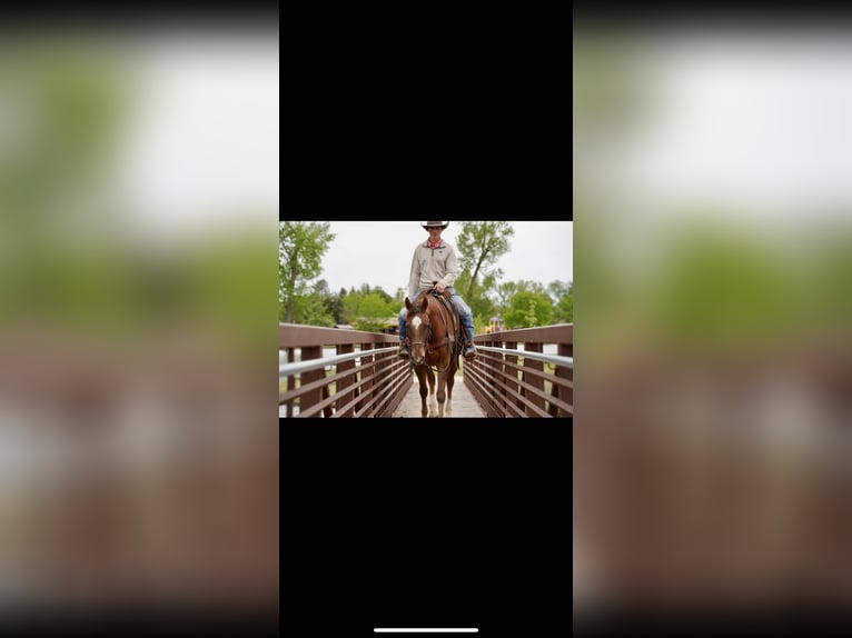 American Quarter Horse Castrone 5 Anni Sauro ciliegia in Corsica
