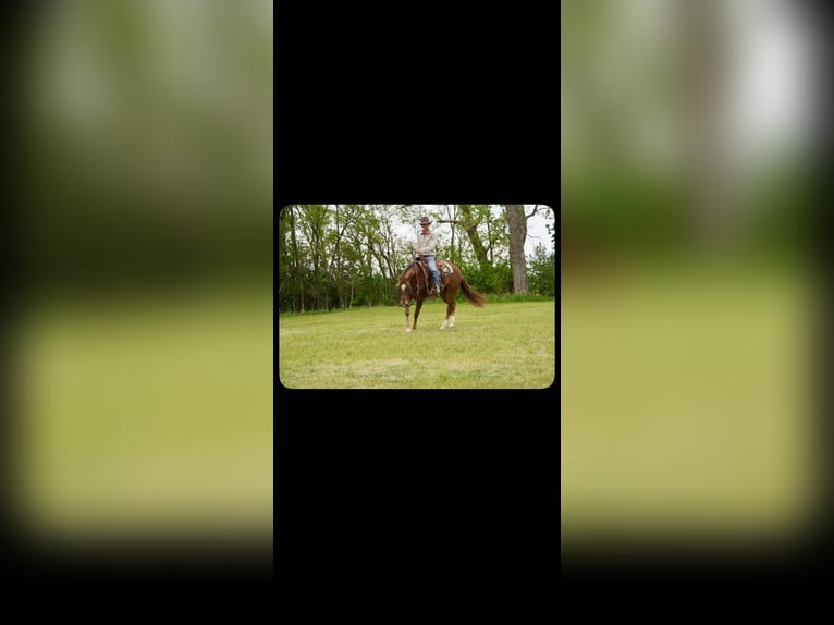 American Quarter Horse Castrone 5 Anni Sauro ciliegia in Corsica