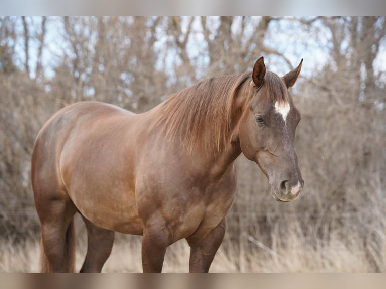 American Quarter Horse Castrone 5 Anni Sauro ciliegia in Corsica