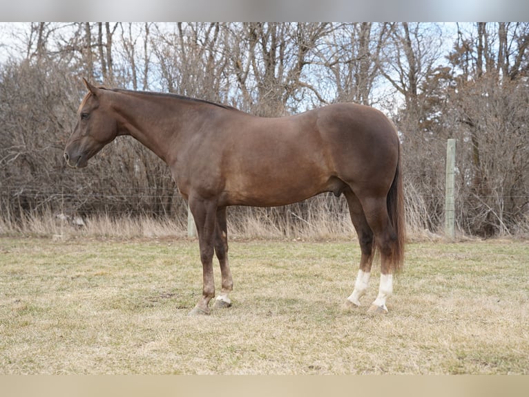 American Quarter Horse Castrone 5 Anni Sauro ciliegia in Corsica