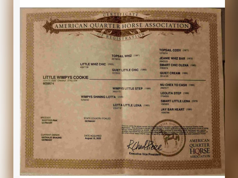 American Quarter Horse Castrone 5 Anni Sauro in Reichweiler