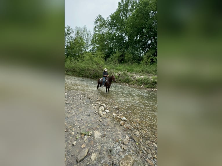 American Quarter Horse Castrone 5 Anni Sauro scuro in Bolivar MO