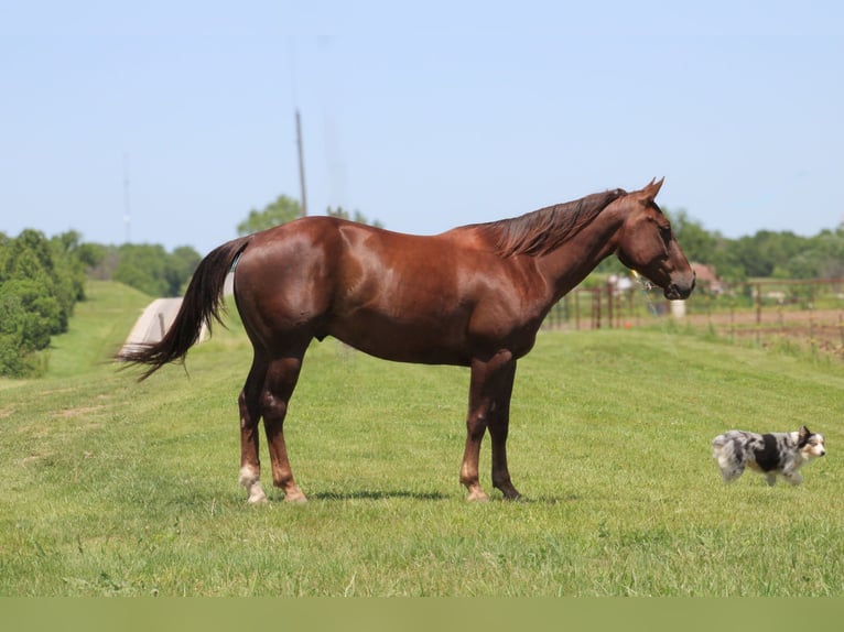 American Quarter Horse Castrone 5 Anni Sauro scuro in Bolivar MO