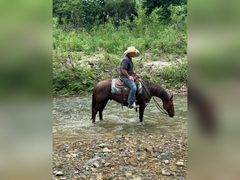 American Quarter Horse Castrone 5 Anni Sauro scuro in Bolivar MO